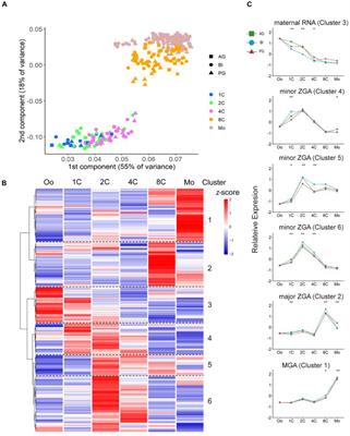 The Dynamic Changes of Transcription Factors During the Development Processes of Human Biparental and Uniparental Embryos